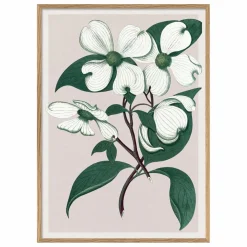 New Affiche Cornus Florida Déco Murale, Papier Peint