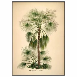 Outlet Affiche Livistona Humilis Déco Murale, Papier Peint