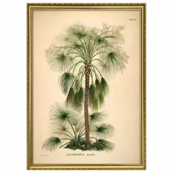 Outlet Affiche Livistona Humilis Déco Murale, Papier Peint