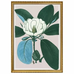Outlet Affiche Magnolia Glauca Déco Murale, Papier Peint