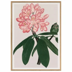 Sale Affiche Rhododendrum Maximum Déco Murale, Papier Peint