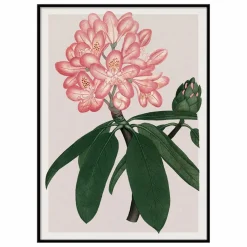 Sale Affiche Rhododendrum Maximum Déco Murale, Papier Peint