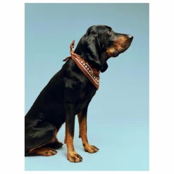 Clearance Bandana pour chien | Accessoires Animaux