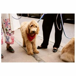 Discount Bandana pour chien | Accessoires Animaux