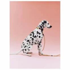 Discount Collier | Accessoires Animaux