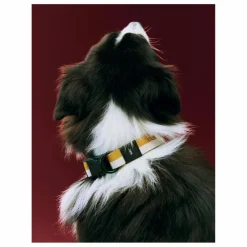 Discount Collier | Accessoires Animaux