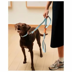 Discount Collier pour chien | Accessoires Animaux