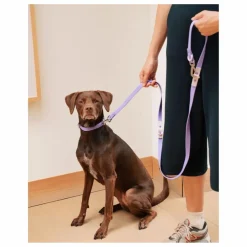 Online Collier pour chien | Lilas Accessoires Animaux