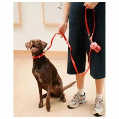 New Collier pour chien | Accessoires Animaux