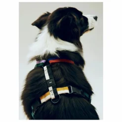 Outlet Harnais Accessoires Animaux