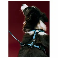 Harnais | Accessoires Animaux