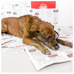 Jouet de fouille Newspapper | Accessoires Animaux