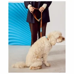 Discount Laisse réglable pour chien | Accessoires Animaux