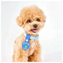 Sale Médaille Begging Champion | Accessoires Animaux