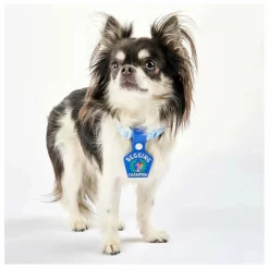 Sale Médaille Begging Champion | Accessoires Animaux