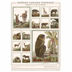 Planche Espèces choisies d'Afrique - Animaux de Buffons Déco Murale, Papier Peint