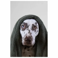 Shampoing pour chien sans sulfate Holidog - 480ml Accessoires Animaux