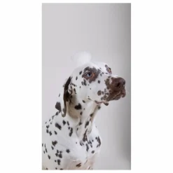 Shampoing pour chien sans sulfate Holidog - 480ml Accessoires Animaux