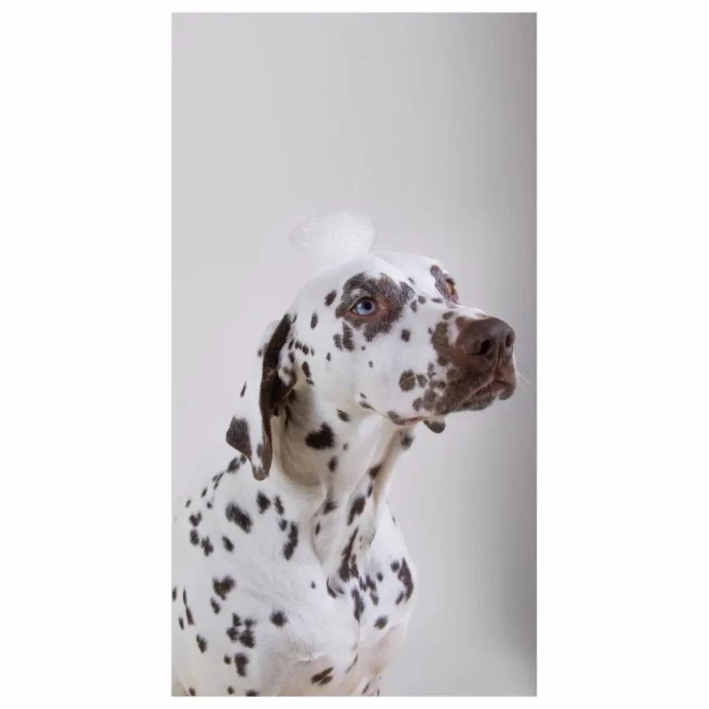 Shampoing pour chien sans sulfate Holidog - 480ml Accessoires Animaux